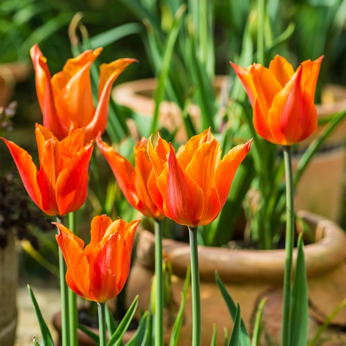 Tulip Bulbs - Ballerina